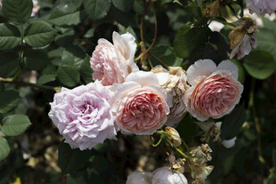 月季花