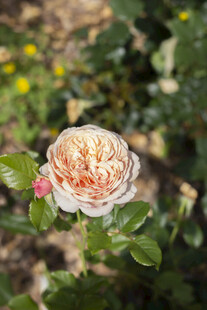 月季花 