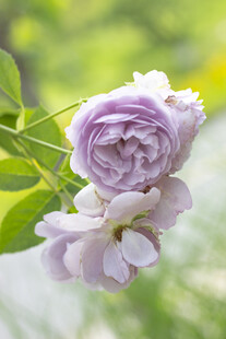 淡紫色月季花特写