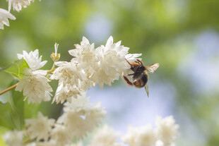 重瓣溲疏白色花朵与蜜蜂