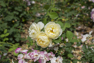 黄白月季花绽放于花丛中