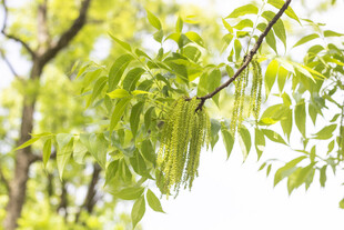 美国山核桃开花枝条