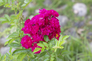 艳丽玫红色月季花花朵绽放