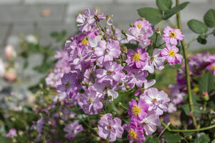 紫色月季花