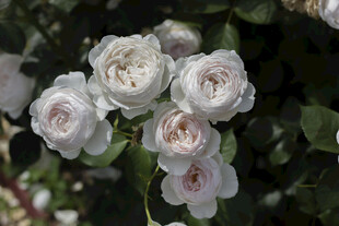 白色月季花