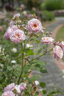 花园中绽放的粉色月季花