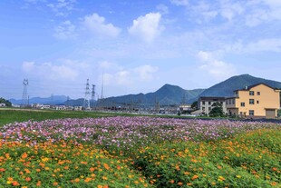 炭河千古情田园花海美景
