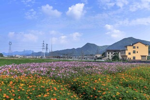 炭河千古情周边田园花海