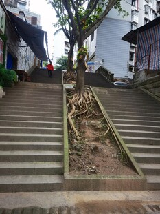 城市中阶梯旁的绿植景观