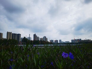 城市边的花草与天际线