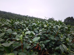 茶园绿意盎然的美丽景致