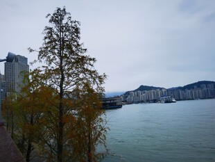 湖畔树木与远山