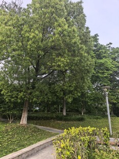树林