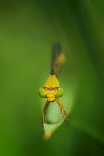 蜻蜓面部