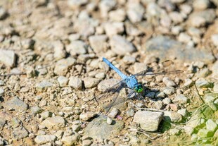 蓝色蜻蜓停于碎石地面
