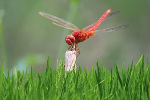 红蜻蜓立于绿草之上