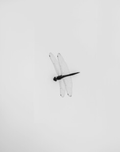 空中独舞的黑白色蜻蜓