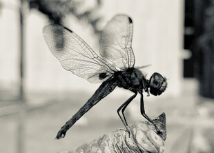 黑蜻蜓