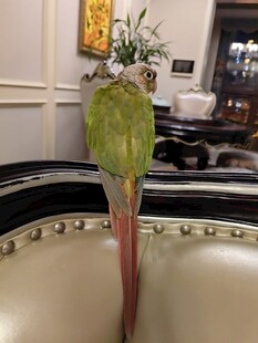 室内绿植特写