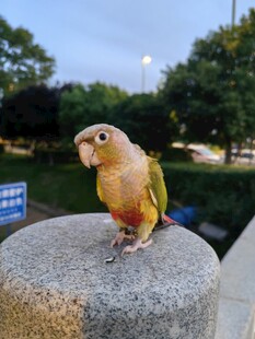 鹦鹉立于石上
