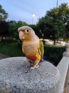 鹦鹉立于石上