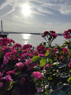 湖畔繁花映日美景