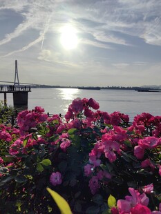 湖畔繁花映阳光美景