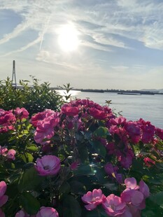 湖畔绽放的绚烂粉色花朵