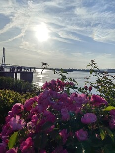 湖畔繁花映日美景