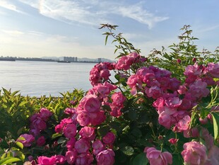 湖畔绽放的艳丽繁花