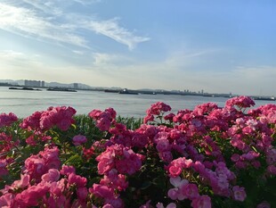湖畔繁花绽放美景