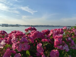 湖畔盛放的艳丽繁花