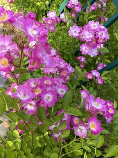 烂漫紫花绽放于绿叶间
