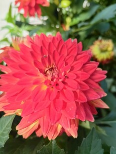 艳丽大丽花绽放