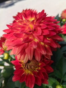 艳丽红色菊花绽放