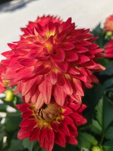 艳丽红菊花绽放