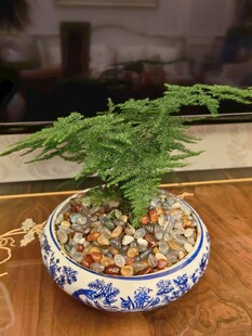 青花瓷盆栽中的翠绿文竹