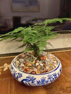 蓝白瓷盆中的精致文竹盆景