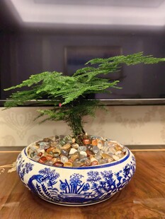 蓝白瓷盆中的文竹盆景