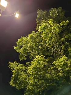 夜晚路灯下的葱郁绿树