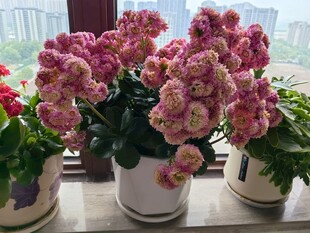 窗台上的多彩仙客来盆栽