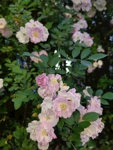 盛开的粉色系美丽月季花