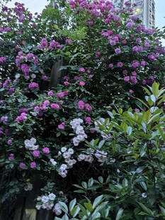 繁花簇拥的绚烂植物景观