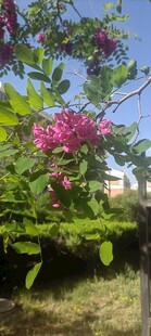 槐花