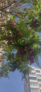 繁花绿树映衬高楼