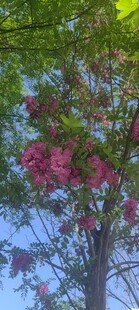 槐花