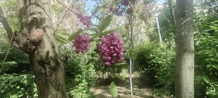 繁花簇拥的林间小径