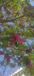 槐花