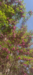 满树的槐花