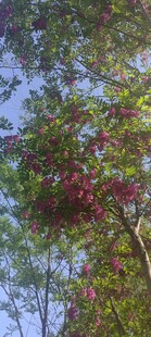 槐花
